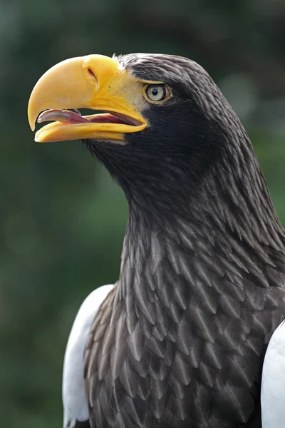 Wild eagle — Stock Photo, Image