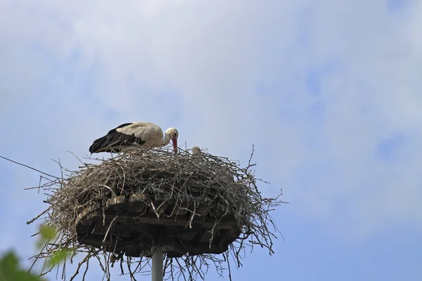 Vit stork — Stockfoto