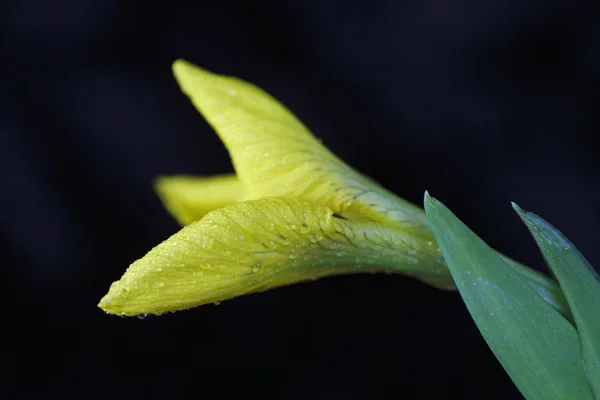 Iris amarillo —  Fotos de Stock