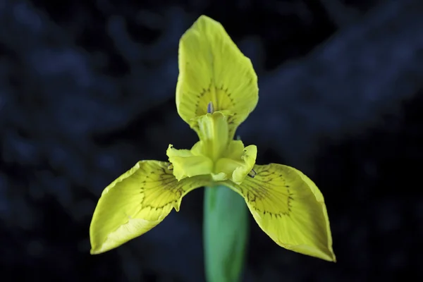 Gele iris — Stockfoto