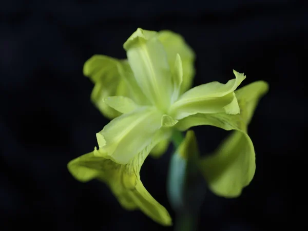 Gele iris — Stockfoto