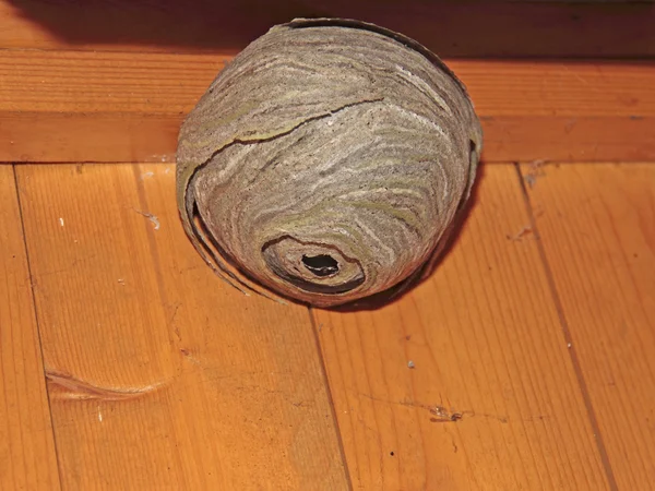 eşekarısı yuvası