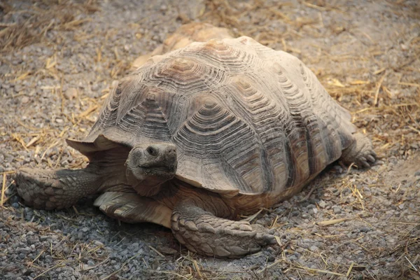 Giant tortoise — Stock Photo, Image