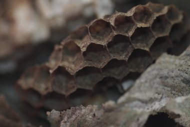 eşekarısı yuvası