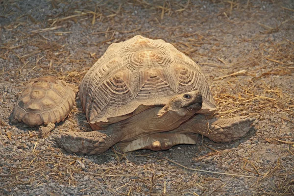 Giant tortoise — Stock Photo, Image