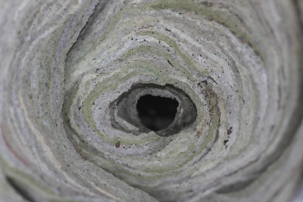 Wasp nest — Stock Photo, Image