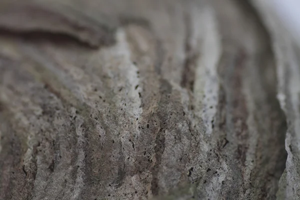 Wasp nest — Stock Photo, Image