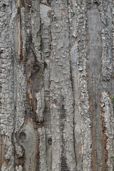 Wood background — Stock Photo, Image