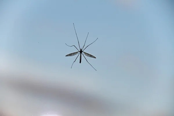 Komár — Stock fotografie