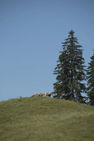 Grazing gado — Fotografia de Stock