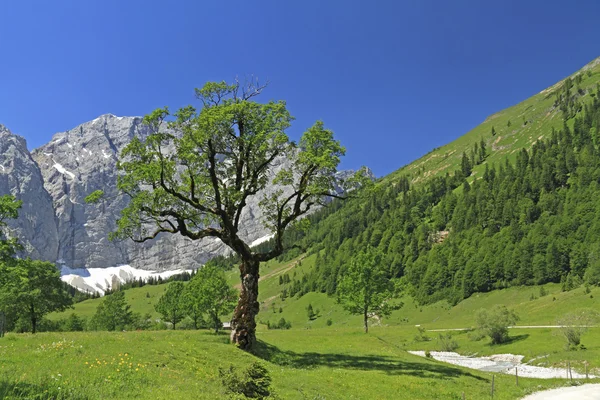 Maple Floor Austria — Stock Photo, Image