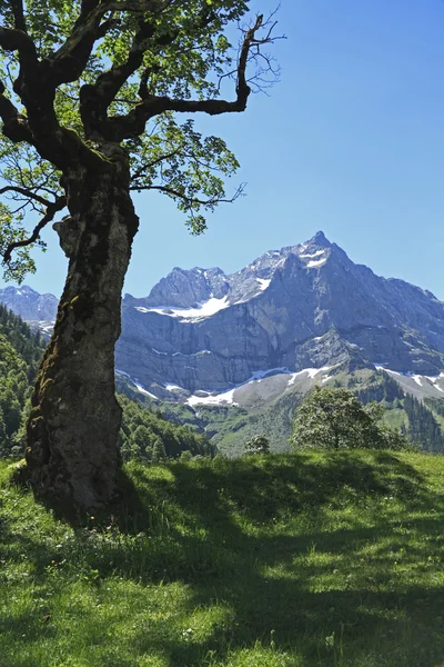 Maple floor in Austria — Stock Photo, Image