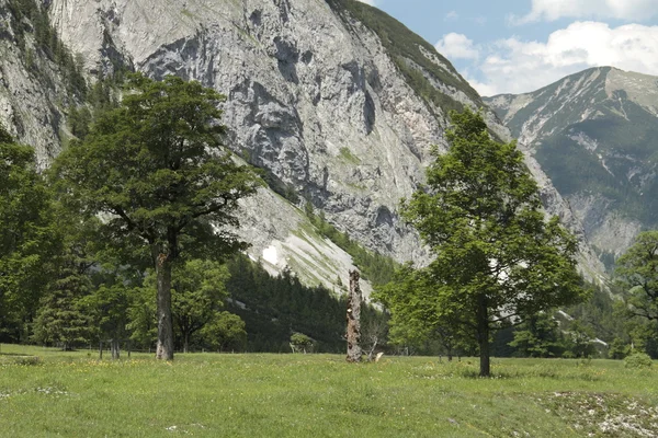 Suelo de arce en el Karwendel —  Fotos de Stock