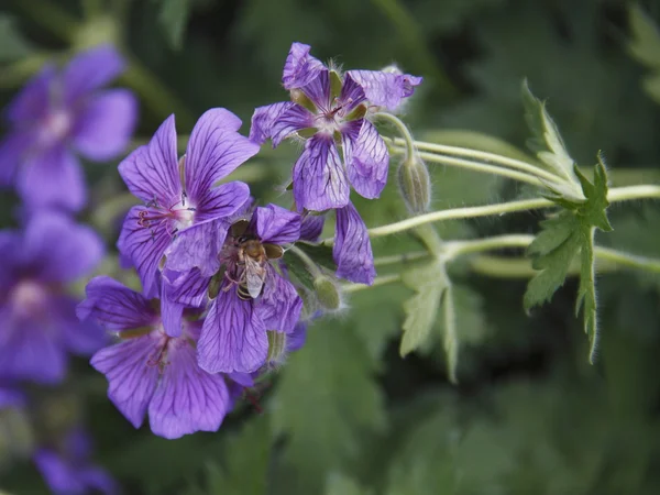 Cranesbill — стокове фото