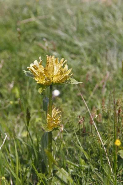 Yellow Gentian — Stock Photo, Image