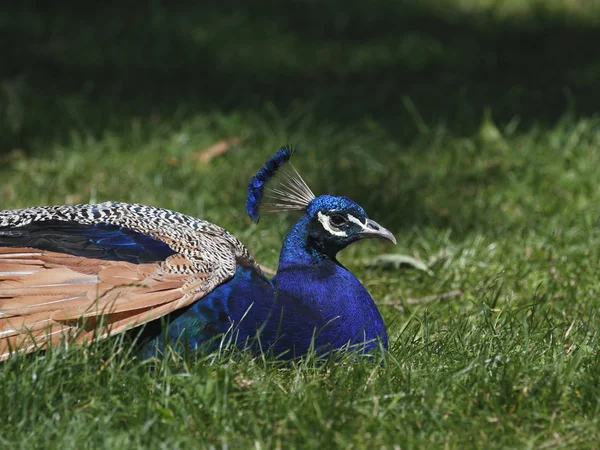 Resting peacock — Stock Photo, Image
