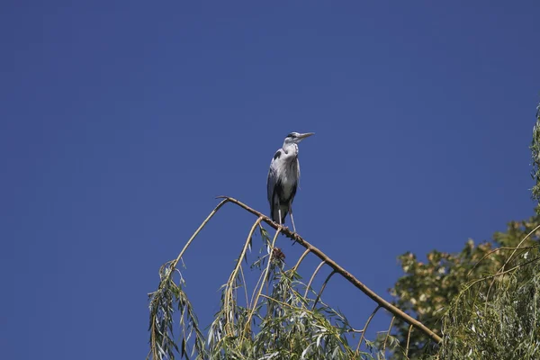 Amerikanska heron — Stockfoto