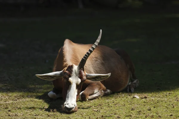 Kleurrijke bock — Stockfoto