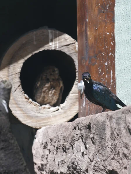 Capek burung hantu — Stok Foto