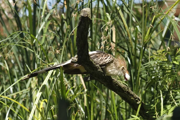 Güira-cockoo — Stockfoto