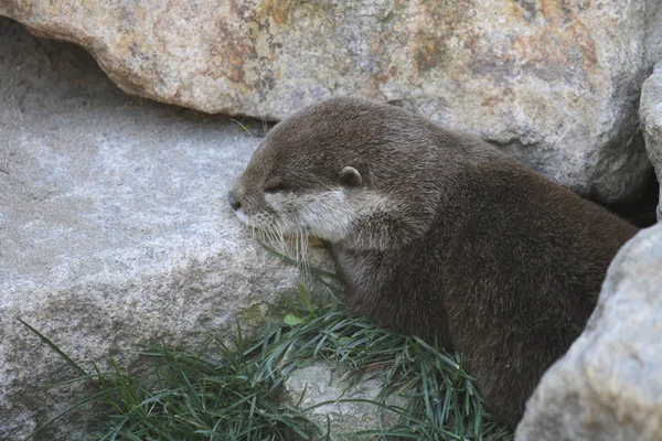 Slapende sea otter — Stockfoto