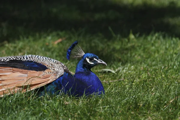 Resting peacock — Stock Photo, Image