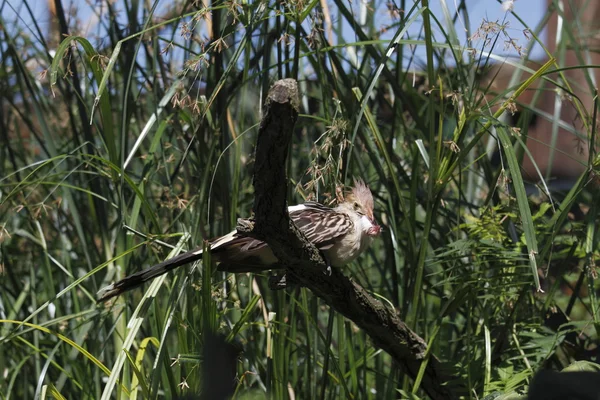 Giura-Kuckuck — Stockfoto