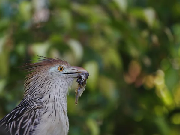 Giura-Cuckoo — Stock Photo, Image