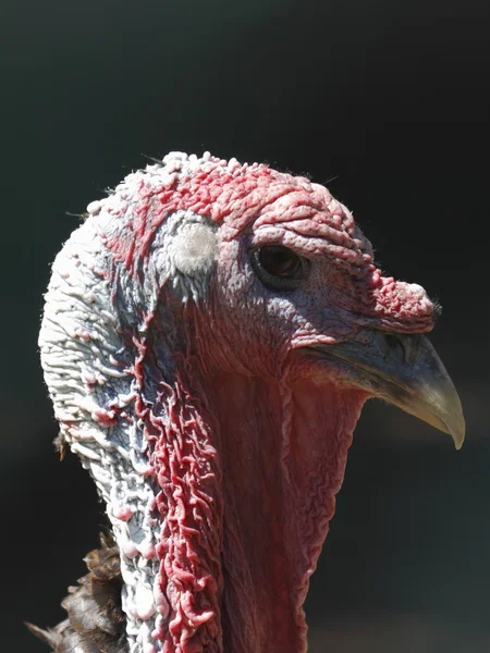 Turkije-portret — Stockfoto