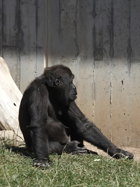 Gorilas de montaña — Foto de Stock