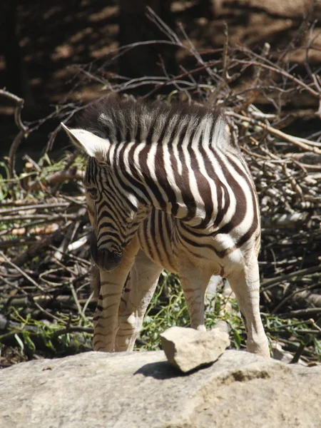 Puledro di zebra — Foto Stock