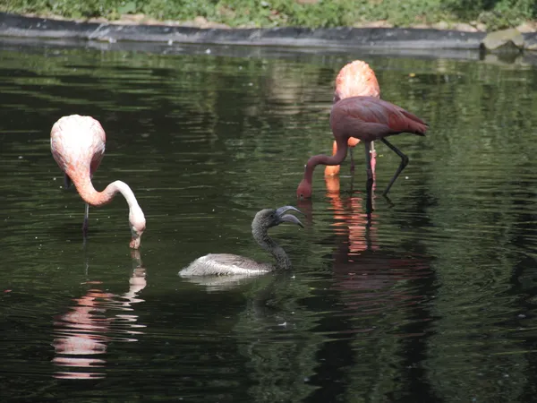 Flamingos — Fotografia de Stock