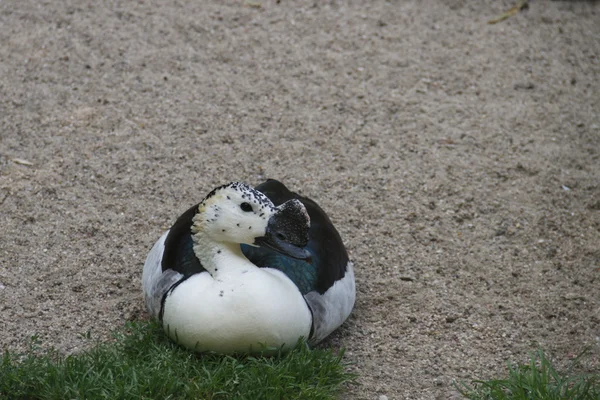 Cusp goose — Stock Photo, Image