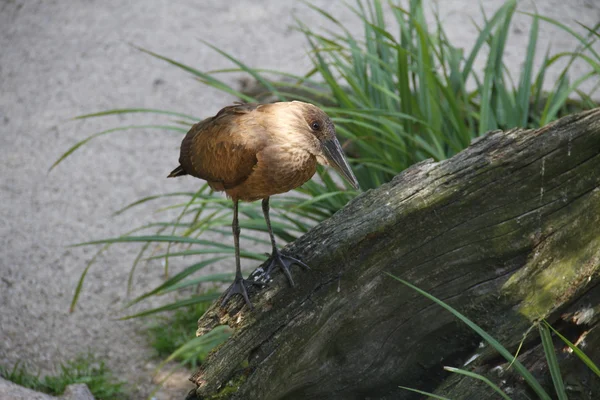 Marsh bird — Stock Photo, Image