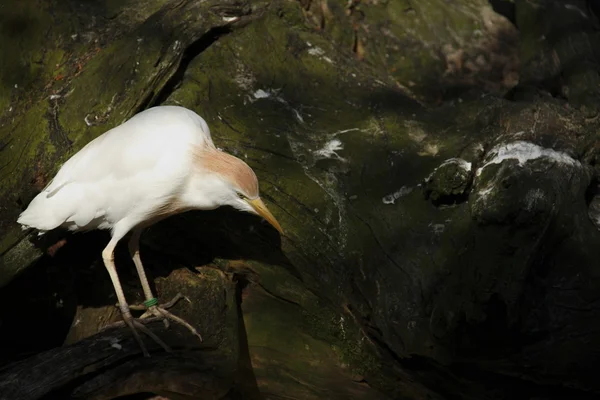 Witte zilverreiger — Stockfoto