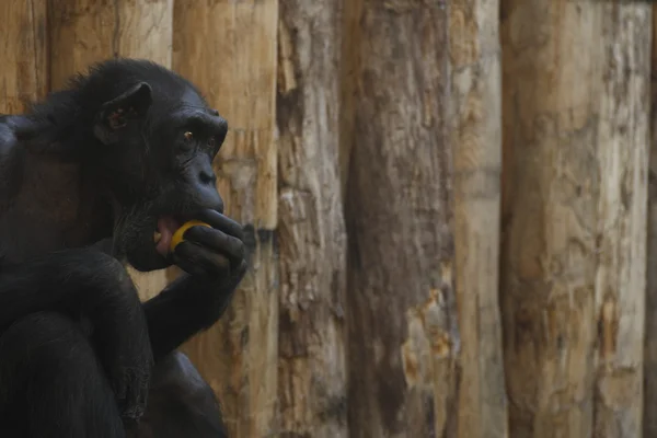 Bonobo maymunu — Stok fotoğraf