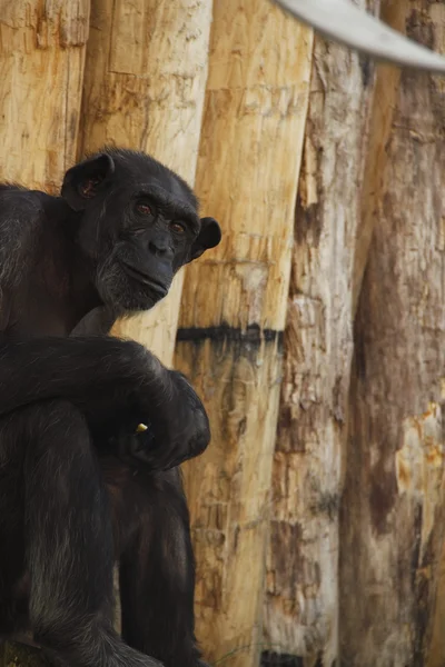 Бонобо — стоковое фото