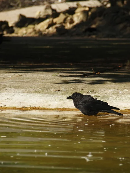 Cuervo en el agua — Foto de Stock