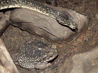 geniş alana yayılan bomba ve baston kurbağa