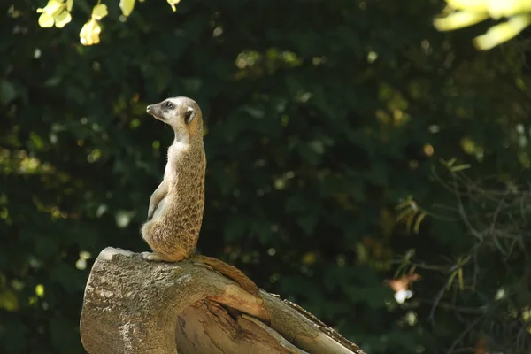 Genç meerkat — Stok fotoğraf