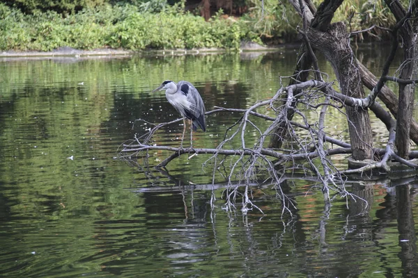 Amerikan balıkçıl