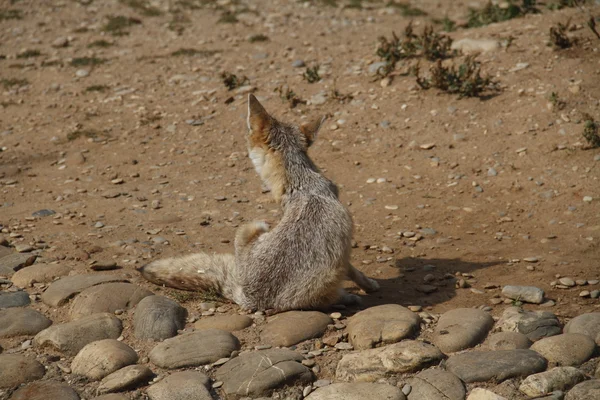 Desert Fox — Stock Photo, Image