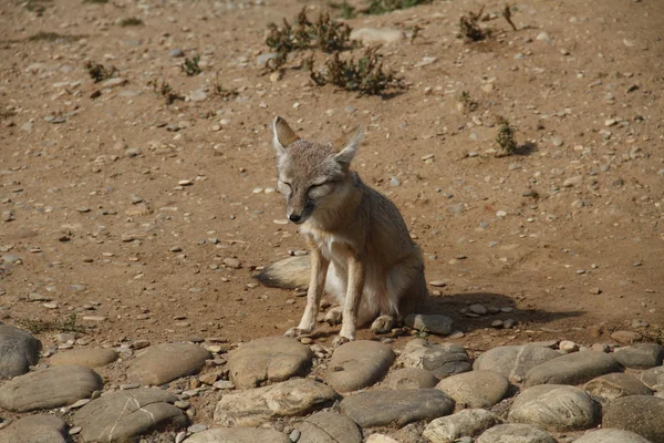 Desert Fox — Stock Photo, Image