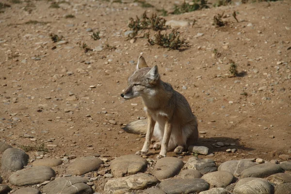 Desert Fox — Stock Photo, Image