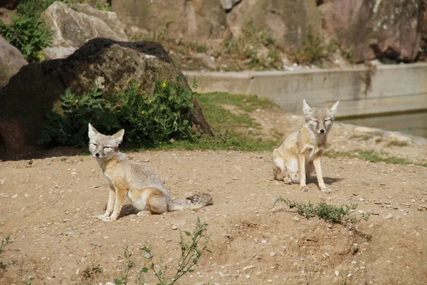 沙漠狐狸 — 图库照片