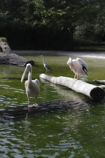 Pelican — Stock Photo, Image