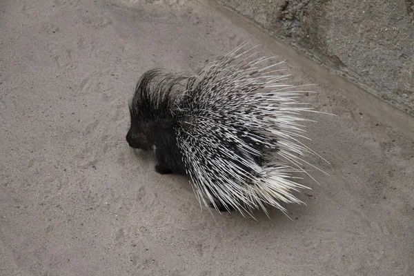 Porcupine — Φωτογραφία Αρχείου