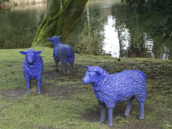 Blue sheep — Stock Photo, Image