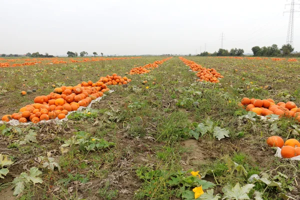 Hora de la calabaza —  Fotos de Stock