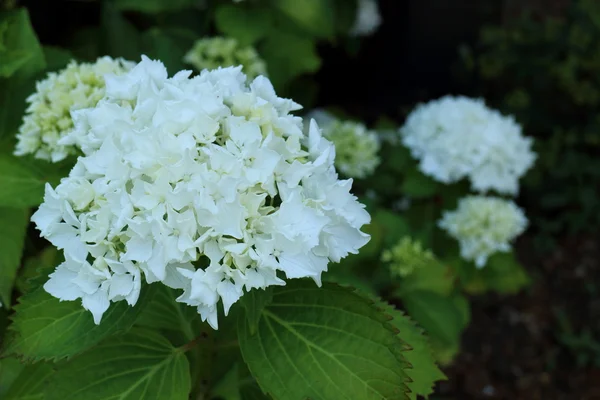 Hydrangea — Stock Photo, Image